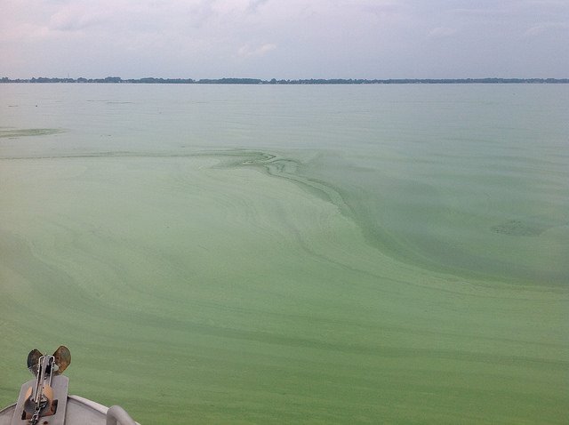 Warmer water due to climate change may lead to more algal blooms, or less