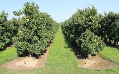 Increasing risks of apple tree frost damage under climate change