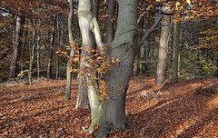Climate change impact on European beech forest
