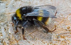 Climate change impacts on bumblebees converge across continents