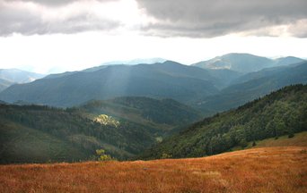 Shift of tree species composition European forests reinforces global warming