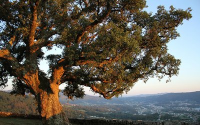 Managing cork oak production under climate change in Portugal