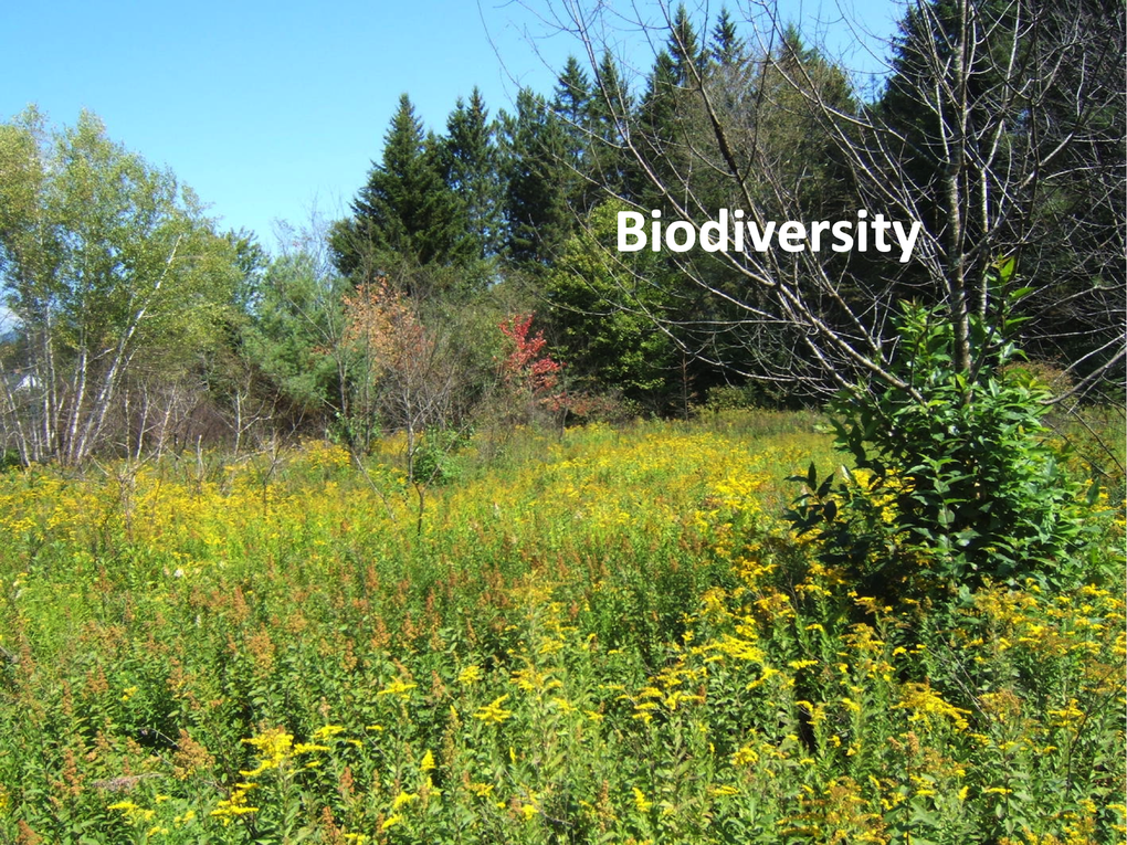 Forestry Part 2: Biodiversity