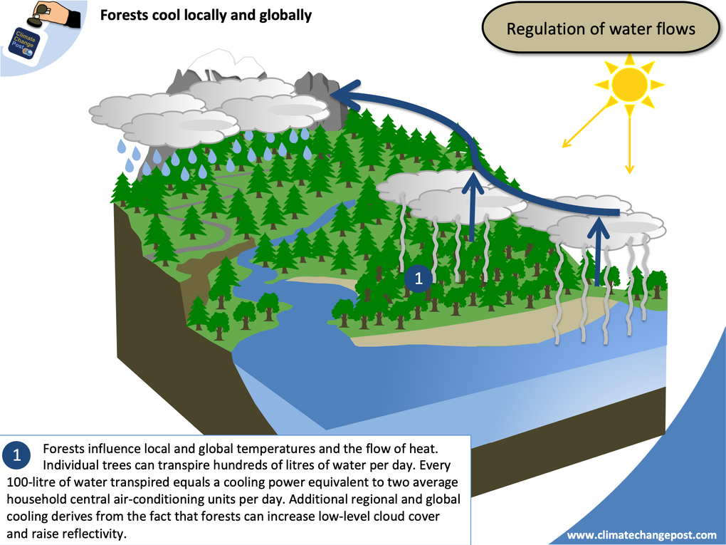 Forestry Part 4: Water flows