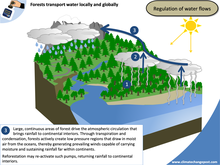 Forestry Part 4: Water flows