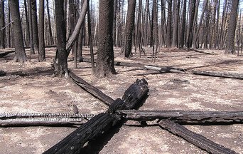 Forest fires and their impact on flash floods