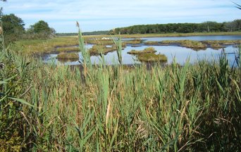 If global warming exceeds 1.5°C, the impacts on global terrestrial biodiversity will be substantial