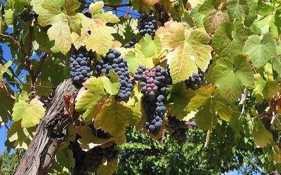 Future wine production in the Portuguese Douro Valley
