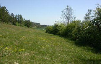 Risks and opportunities for managed grasslands in France
