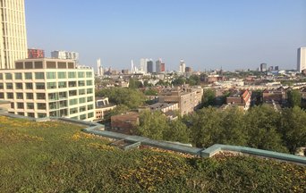 Do green roofs mitigate stormwater runoff in urban areas?