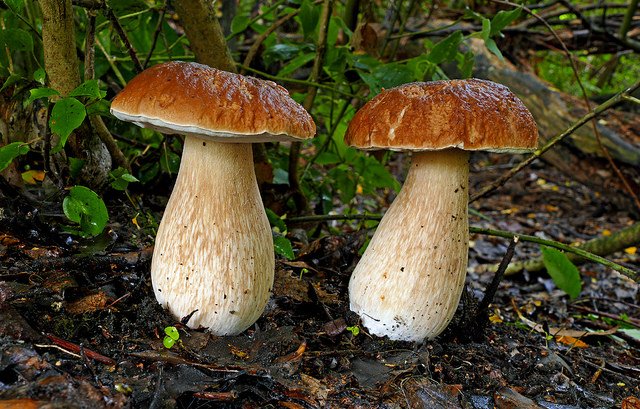 Surprisingly, climate change may increase mushroom productivity in Mediterranean forests 