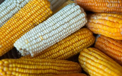 Global warming will reduce global yields of maize and soybean