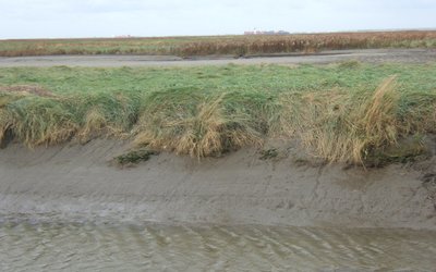 Salt marshes will survive sea level rise 