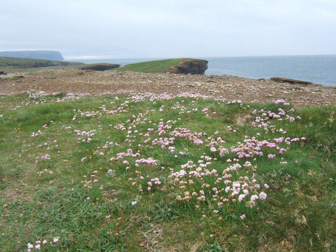 Plants start to flower much earlier in spring thanks to global warming