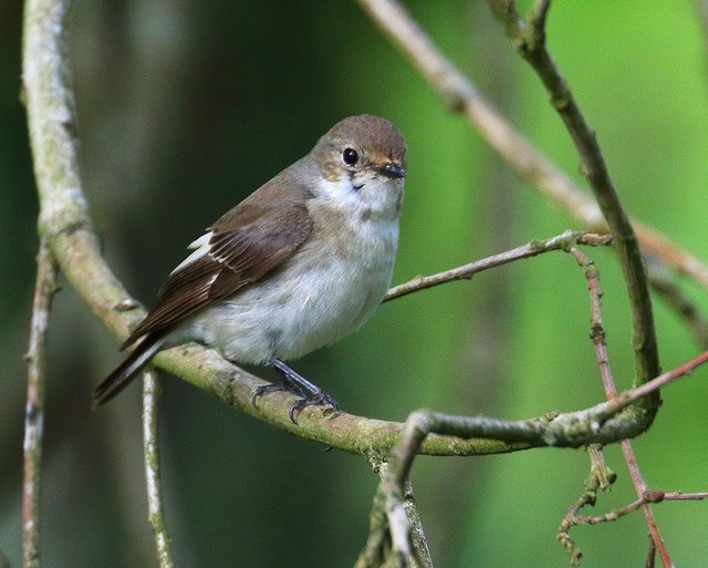 Migratory birds under threat