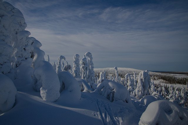 Warmer winters increase forest damage by snow loads in coldest parts of Europe