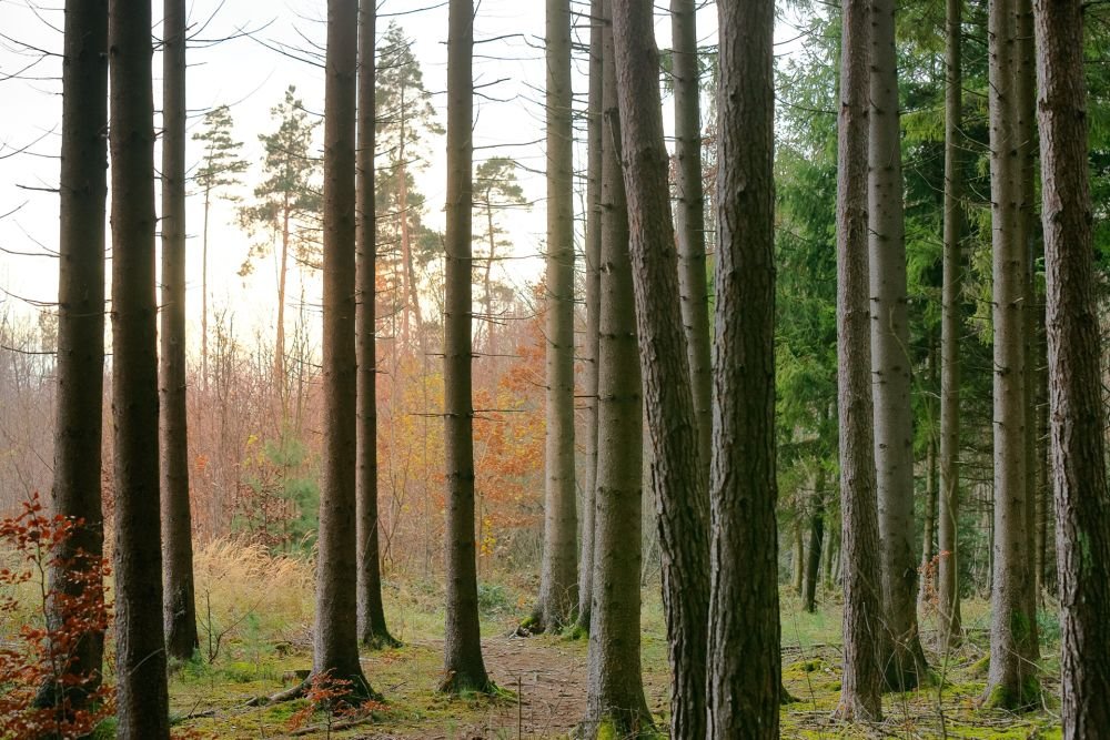 Norway spruce forests in Finland under climate change 