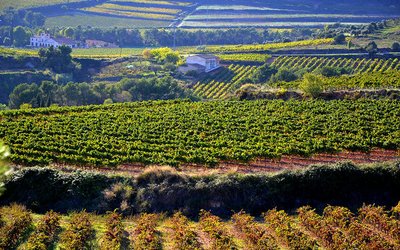 Too hot future for high-quality wine in central and southern Spain