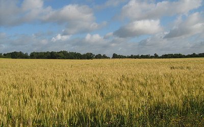 Climatic impacts on winter wheat yields in France and Russia