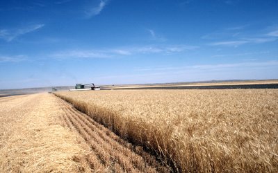 Longer growing seasons will not offset the global drop in crop yields