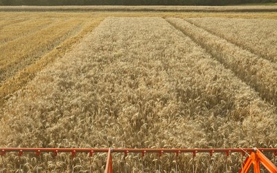Technology may counterbalance negative impacts of climate change on cereal yields in Western Europe