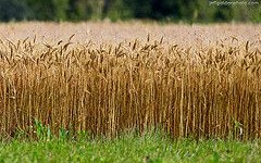 Crop yield under climate change and adaptation