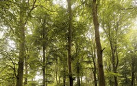 Widespread forest mortality under climate warming