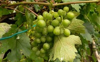 Climate warming good news for wine grapes cultivation in Poland, Germany and the Czech Republic