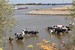 More heat stress for cattle, less milk and meat for us